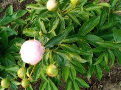 -长春公园(普阳街道)