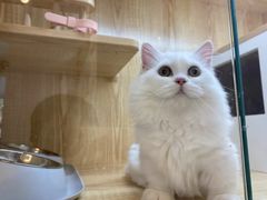 -山宅一喵德文卷毛猫舍