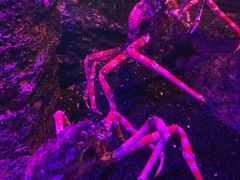 -暹罗海洋世界