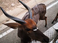 -清迈夜间动物园