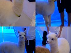-Blue Concept Cafe&Farm·關於藍