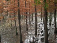 -溱湖国家湿地公园