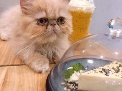-飞行喵MR PILOT|猫舍·猫咖(静安大融城店)