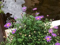 -红河印象美食文化酒楼(强盛路店)