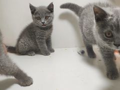 -李小姐の猫咖啡馆(五角场店)