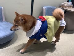 -逗柴咖啡屋·狗咖猫咖宠物桌游