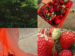 -胜丰草莓采摘园