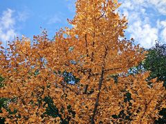 -昆山城市生态森林公园