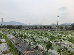 -光明小镇欢乐田园