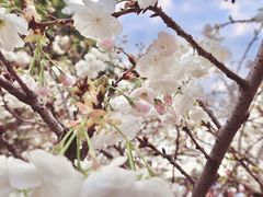 -天适樱花悠乐园