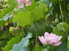 -陈家山荷花公园