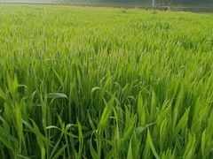 -八卦田遗址公园