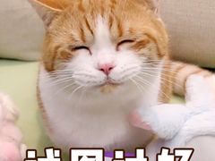 -上海虹口糕团(福州路店)