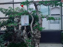 -石家庄市植物园