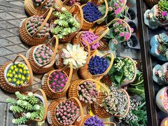 -溪岸路花鸟市场