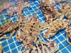 -三亚火车头万人海鲜广场