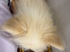 -瑞派名望24h动物医院异宠专科·猫专科·骨科·重症监护分院