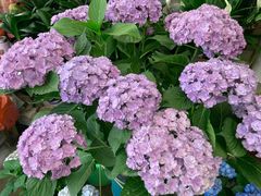 -金陵花卉交易市场