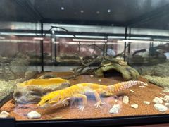 -帕帕拉兹宠物(亚洲旗舰店)