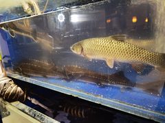 -八次方巴乡石锅鱼·金海湖水库活鱼(谷丰东路店)