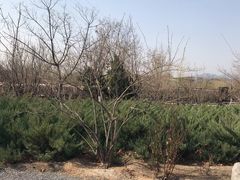 -永定河休闲森林公园