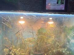 -上海大自然野生昆虫馆(东方明珠·爬宠昆虫探索中心)