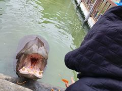 -灵玲国际马戏城