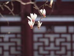 -豫园