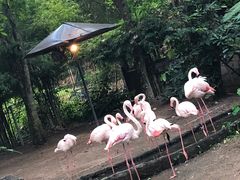 -清迈夜间动物园