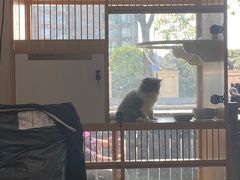 -1013 PET SHOP精品宠物商店(丁香店)