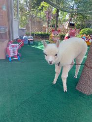 -萌宠亲子动物乐园(槐房万达店)