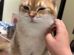 -逗柴咖啡屋·狗咖猫咖宠物桌游