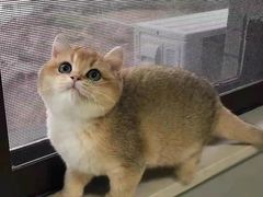 -欣宠猫屋·矮脚拿破仑·蓝金金渐层