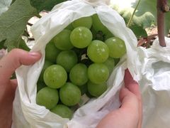 -马陆小张葡萄园农家乐