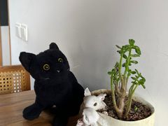 -三忘湖 SWANSEEN(柳荫公园店)