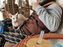 -蓝鲸·缅因猫舍