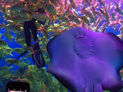 -芜湖新华联大白鲸海洋公园