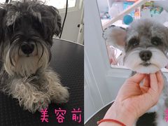 美容图-BABYDOG宝贝狗宠物乐园(欧洲城店)