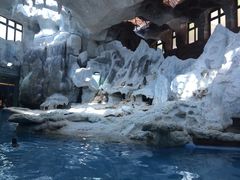 -帝企鹅自助餐厅•儿童岛•真企鹅(长隆企鹅酒店)