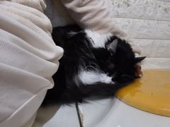-平行世界·猫咖(首经贸店)