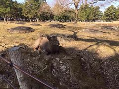 -奈良公园