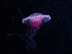-欢乐海岸海洋奇梦馆