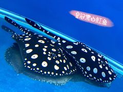 -御唐府海珊瑚主题餐厅