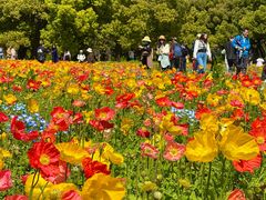 -上海共青森林公园