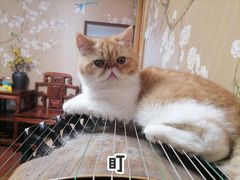 -Sweet cat·星愿猫咖(国贸大厦店)