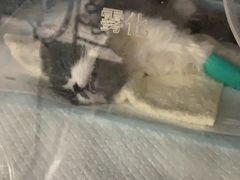 -申普宠物医院·心脏介入·心血管微创(总院)