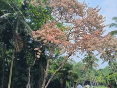 -中国科学院西双版纳热带植物园