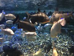 -成都浩海立方海洋公园