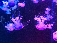 -梦幻海洋王国(吾悦广场张家港店)