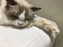 -藏猫猫咖啡主题馆(中央大道店)